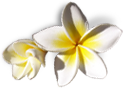 Fleurs île de la Réunion